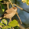 Penice cernohlava - Sylvia atricapilla - Blackcap 1625